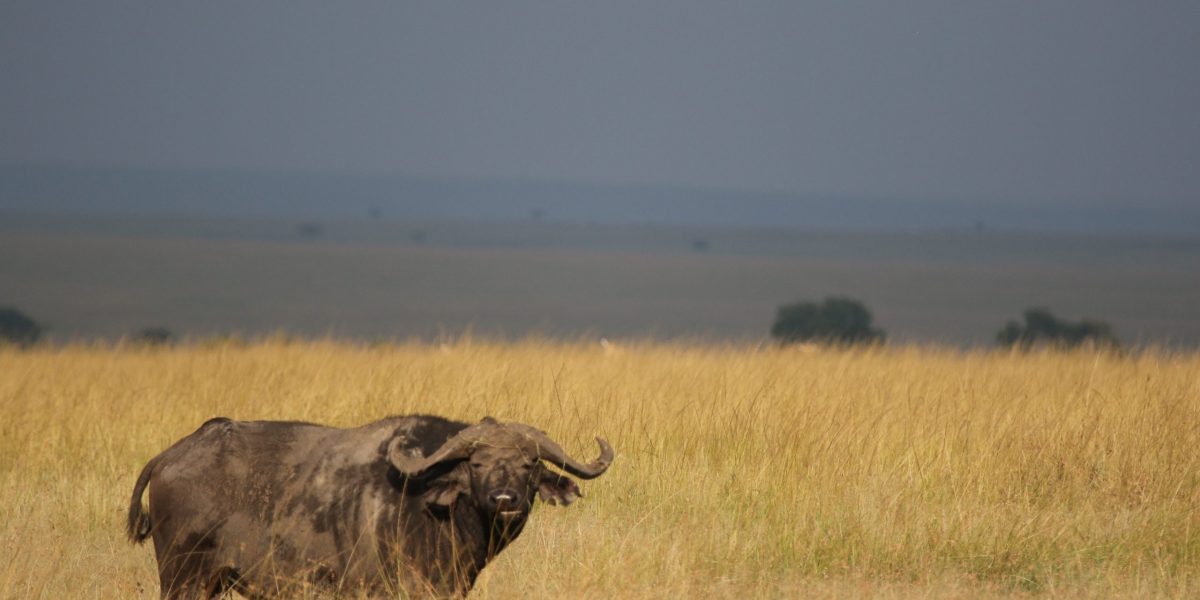 Real Safaris | East African Adventures | Rwanda – Tanzania
