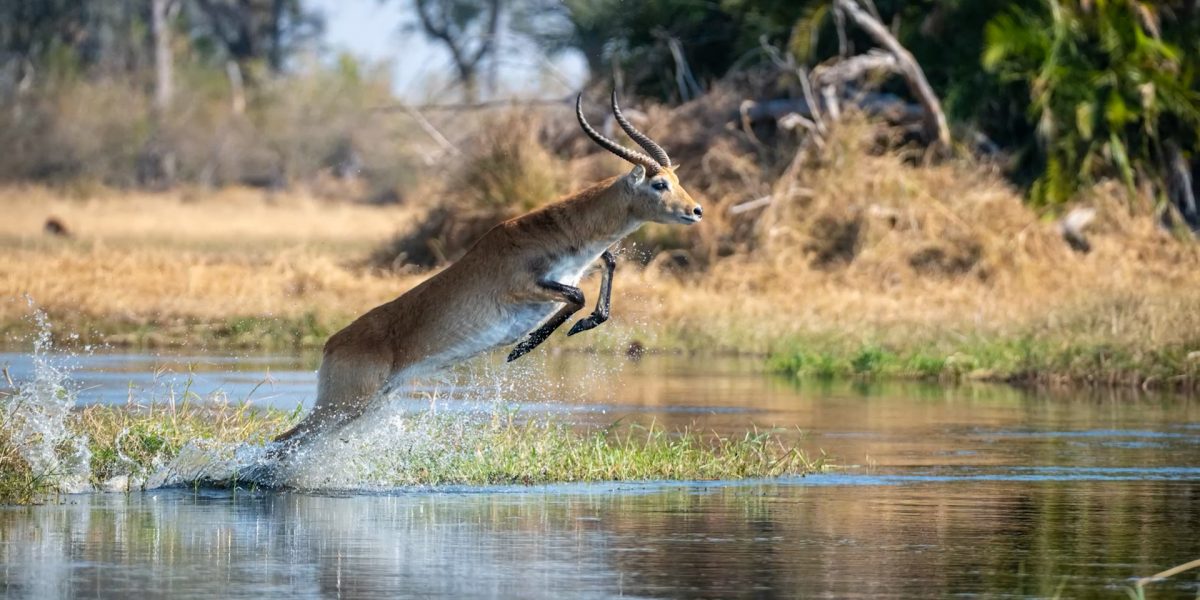 Real African Safaris | Kruger Park – Vic Falls – Botswana – Cape Town