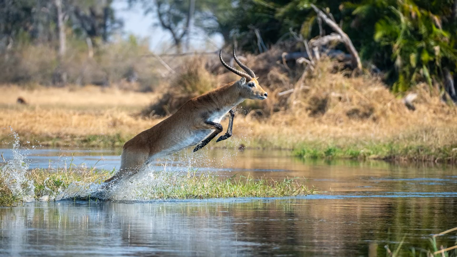 Real African Safaris | Kruger Park – Vic Falls – Botswana – Cape Town